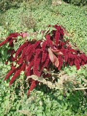 Amaranthus caudatus