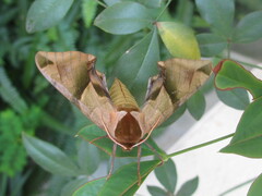 Callambulyx tatarinovii