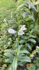 Physostegia virginiana