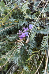 Oxytropis coerulea
