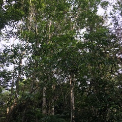 Osmanthus matsumuranus