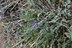 Oxytropis coerulea