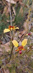 Diuris orientis