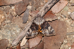 Catocala desdemona