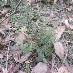 Pultenaea scabra