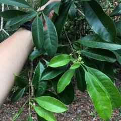 Osmanthus matsumuranus