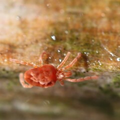 Allothrombium meridionale