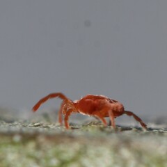 Allothrombium meridionale