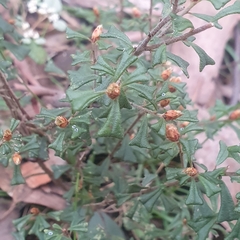 Pultenaea scabra