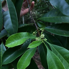 Osmanthus matsumuranus