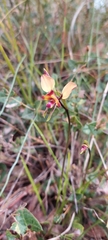 Diuris orientis