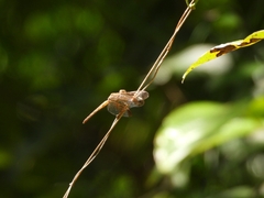 Neurothemis stigmatizans