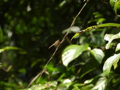 Neurothemis stigmatizans