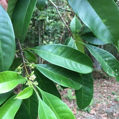 Osmanthus matsumuranus