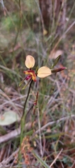 Diuris orientis