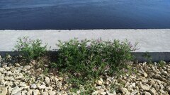 Astragalus arenarius