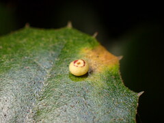 Dryocosmus minusculus