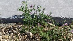 Astragalus arenarius