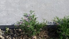 Astragalus arenarius