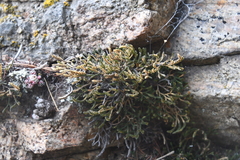 Selaginella sanguinolenta