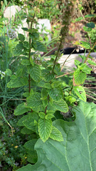 Mentha spicata