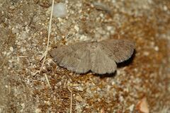 Pachycnemia tibiaria