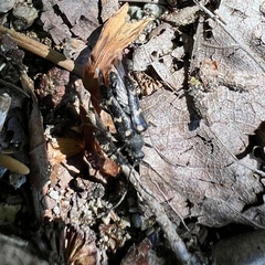 Cerambycidae
