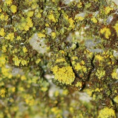 Chrysothrix candelaris