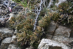 Selaginella sanguinolenta