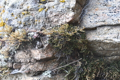Selaginella sanguinolenta