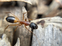 Camponotus consobrinus