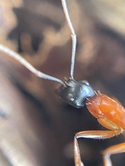 Camponotus consobrinus