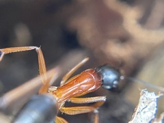 Camponotus consobrinus
