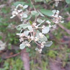 Spyridium parvifolium