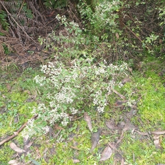 Spyridium parvifolium