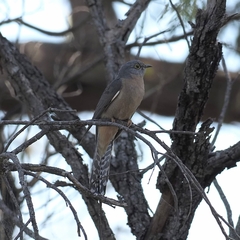 Cacomantis flabelliformis