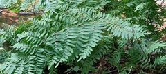 Osmunda regalis