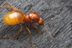 Aphaenogaster pythia