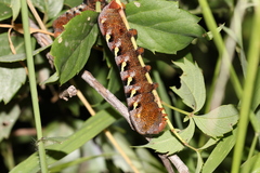 Eumorpha typhon