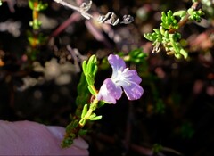 Frankenia pauciflora