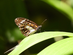 Danaus affinis