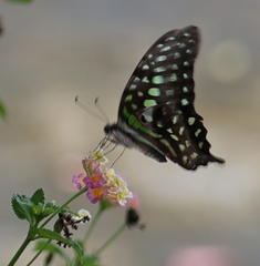 Graphium agamemnon agamemnon