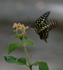 Graphium agamemnon agamemnon