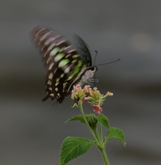 Graphium agamemnon agamemnon