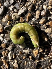 Sphinx ligustri