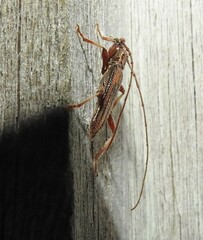 Eburida sublineata