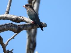 Eurystomus orientalis