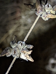 Malacothamnus fasciculatus