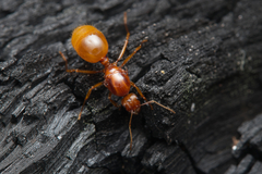 Aphaenogaster pythia