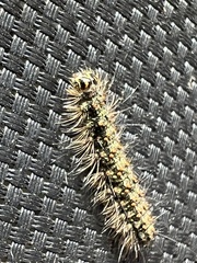Erebidae